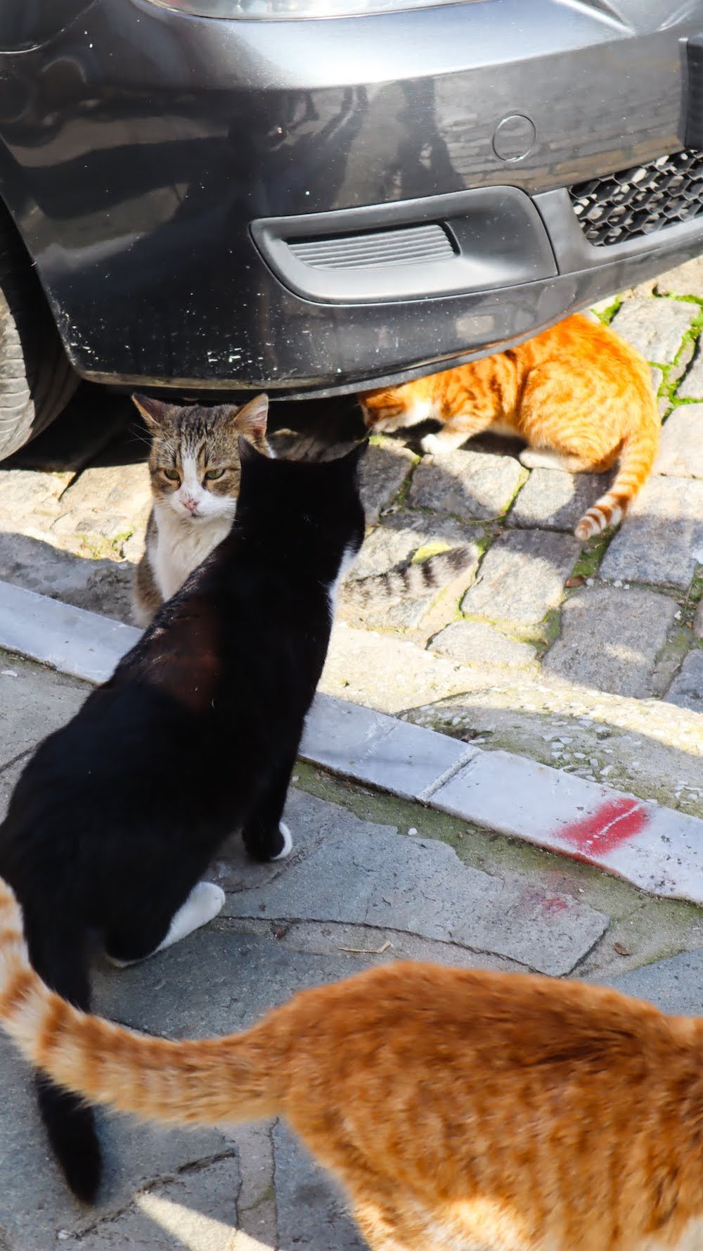 cats in Kavala