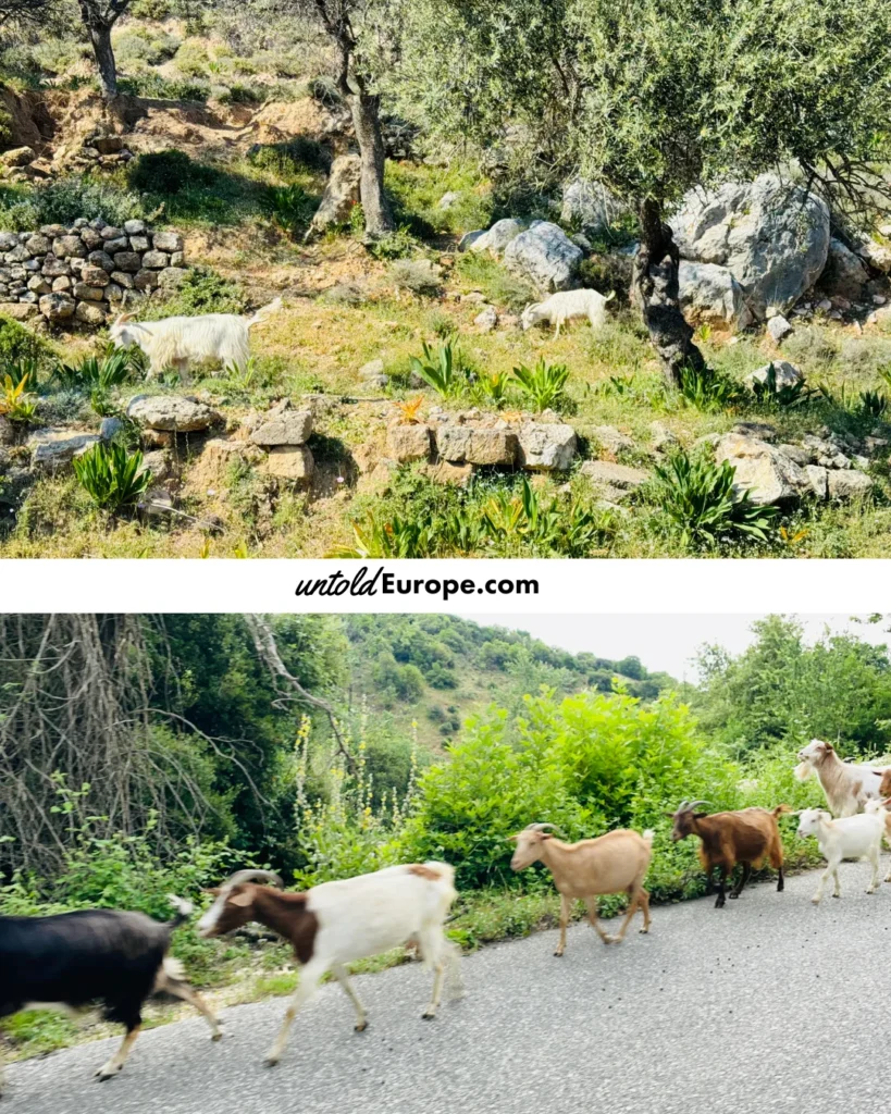 Goats in Greece