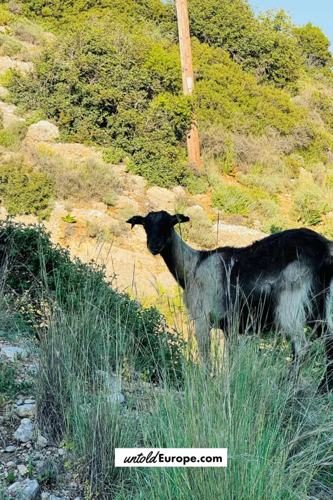 Goats in Greece