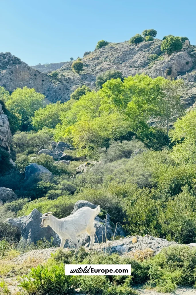Goats in Greece